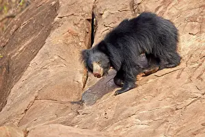 Ursinus: Sloth Bear