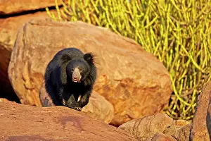 Ursinus: Sloth Bear