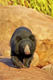 Ursinus: Sloth Bear