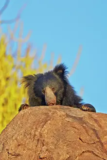 Ursinus: Sloth Bear