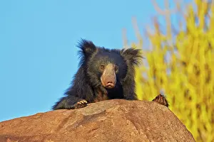 Ursinus: Sloth Bear