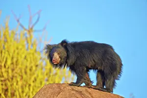 Ursinus: Sloth Bear