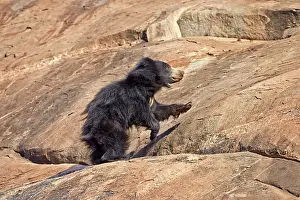 Ursinus: Sloth Bear