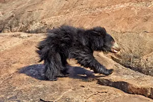 Ursinus: Sloth Bear
