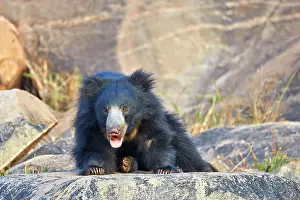 Ursinus: Sloth Bear