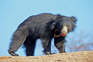 Ursinus: Sloth Bear