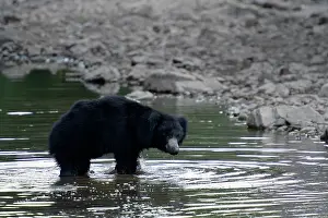 Ursinus: Sloth Bear