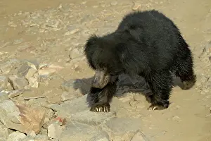 Ursinus: Sloth Bear