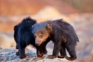 Sloth: Sloth Bear - baby