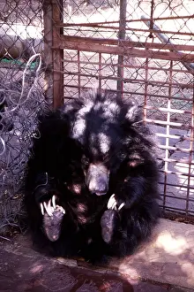 Joanna Van Gruisen: SLOTH BEAR - caged