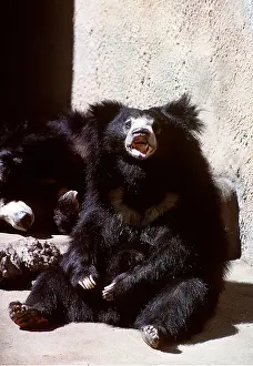 Sloth: SLOTH BEAR - captive