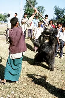 Obedience: SLOTH BEAR - Captive. Dancing