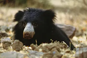 Melursus: SLOTH BEAR - close-up of face