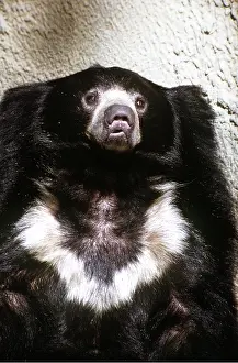 Sloth: Sloth BEAR - close-up of head