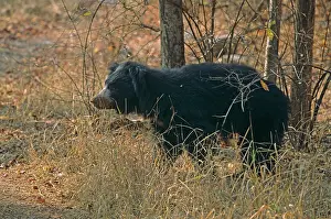 Melursus: Sloth Bear - after eating termites