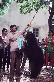 Dancing: SLOTH BEAR - exploitation being used as dancing bear
