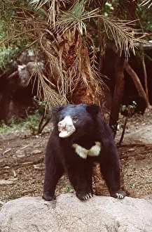 Sloth: Sloth BEAR - standing on stone