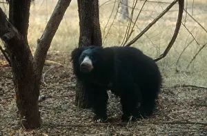 Melursus: Sloth BEAR - in wooded area
