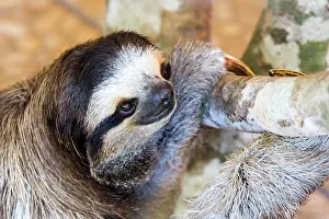 Imperial: Sloth (Bradypus Variegatus) Braunkehl-Faultier