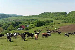 Slovakia: Slovak Republic. Near the village of Dominova