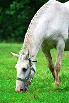 Stud: Slovenia is the place were the Lipizzan race is