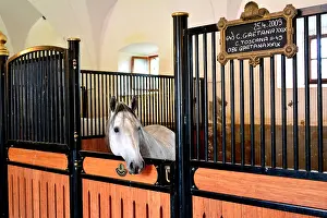 Stall: Slovenia is the place were the Lipizzan race is