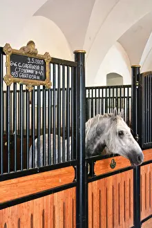 Stall: Slovenia is the place were the Lipizzan race is