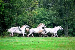 Stud: Slovenia is the place were the Lipizzan race is