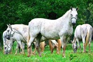 Stud: Slovenia is the place were the Lipizzan race is