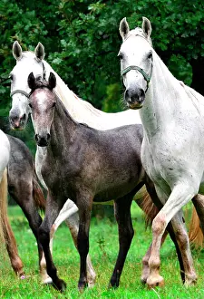 Stud: Slovenia is the place were the Lipizzan race is