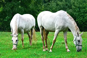 Stud: Slovenia is the place were the Lipizzan race is