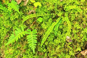 Fern: Slovenia, Soca River Valley, Triglav National Park. Close-up
