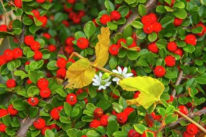 Berry: Slovenia, Soca River Valley, Triglav National Park. Close-up