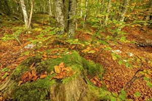 Fallen: Slovenia, Triglav National Park, Vrata Valley. Fallen autumn