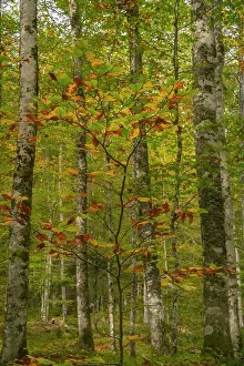 Slovenia: Slovenia, Triglav National Park. Forest in autumn. ic Cathy