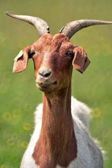 200618: Slovenian goat looking smug