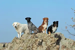 Differently: Slovensky Cuvac or Slovak Cuvac, Labrador Retriever