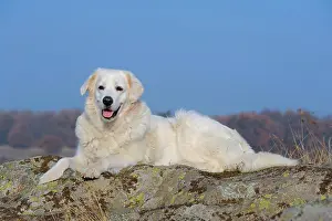 Lays: Slovensky Cuvac or Slovak Cuvac lying on a rock