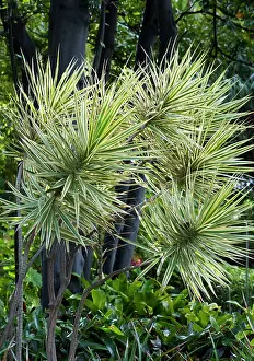 Marginata: A slow growing tree / shrub originating from Madagascar