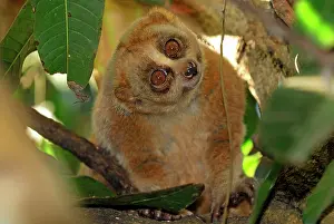 Loris: Slow Loris