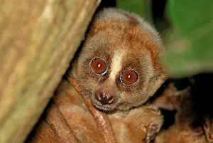 Loris: Slow Loris
