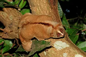 Loris: Slow Loris