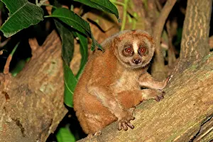 Loris: Slow Loris