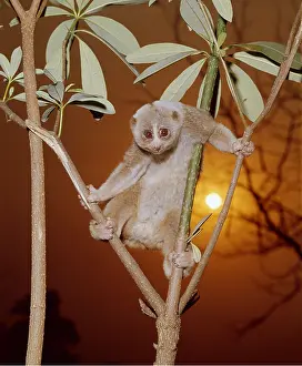 Slow: SLOW LORIS