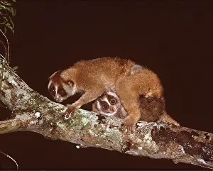Slow: Slow LORIS - with baby