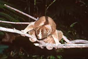 Slow: SLOW LORIS - on branch