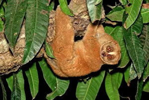 Loris: Slow Loris - hanging upside down from branch