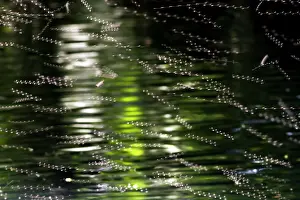 Shutter: A slow shutter image of a swarm of gnats