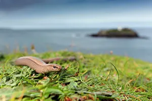 Fragilis: Slow Worm