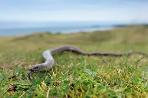Fragilis: Slow Worm